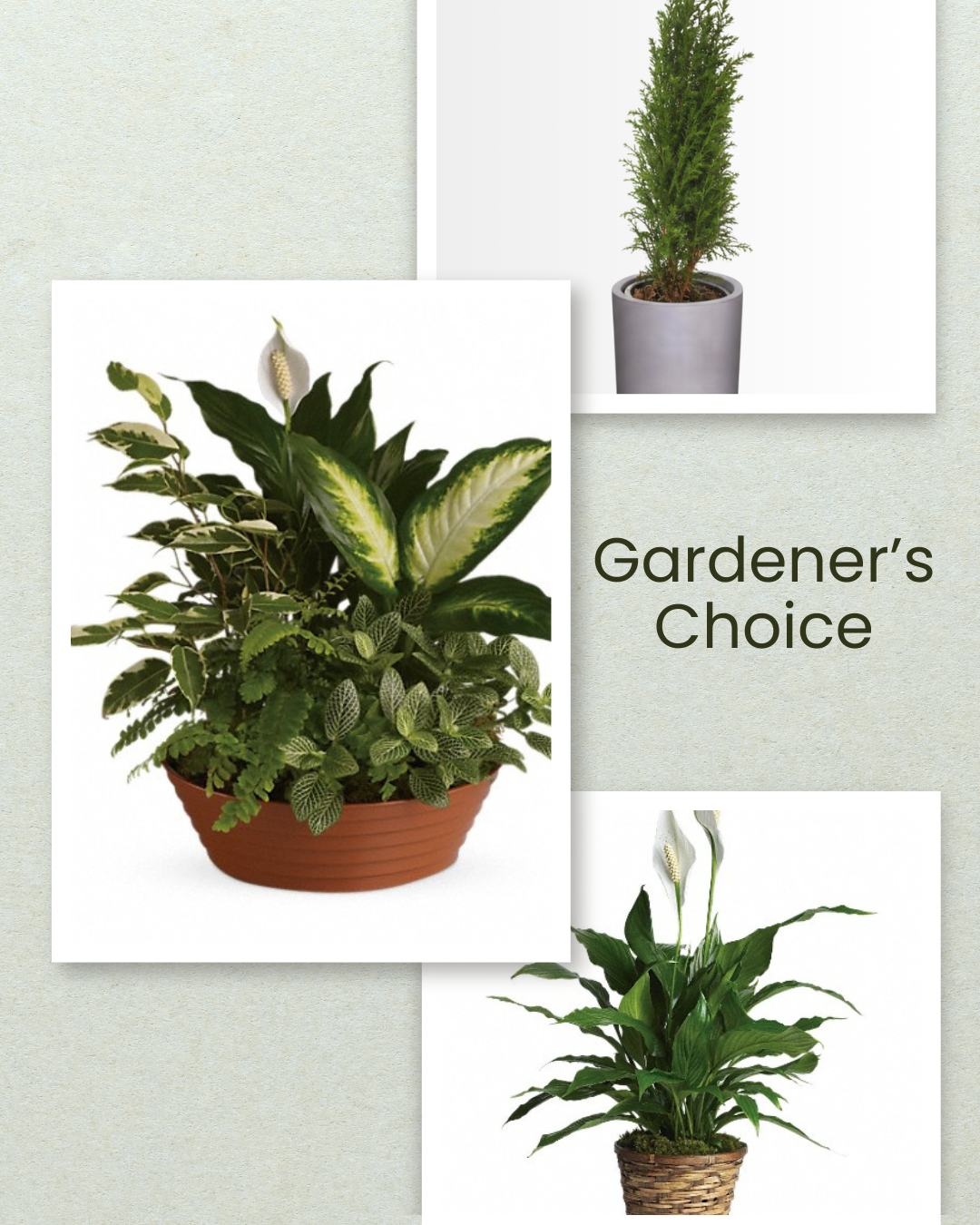 Gardener's Choice