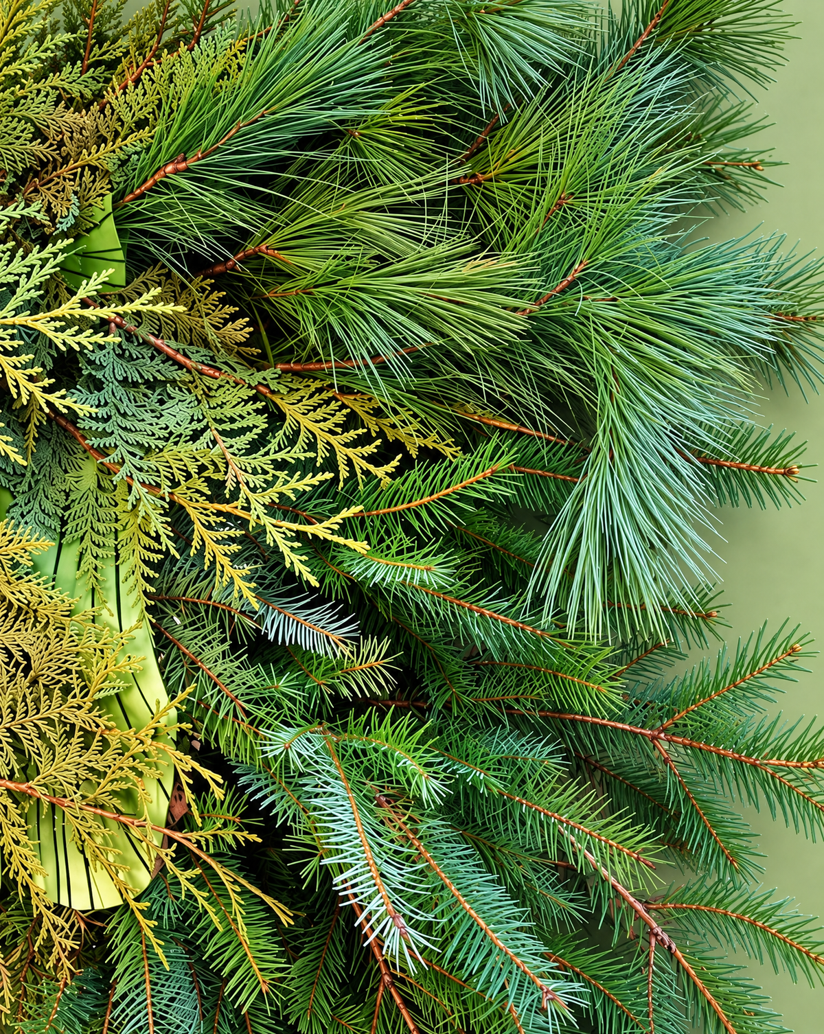 Evergreen Boughs