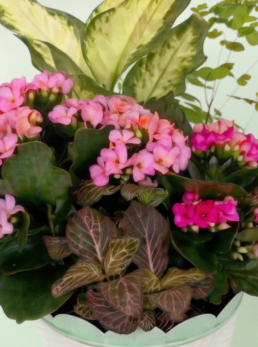 Lakewood Florist Little Garden planter with pink kalanchoe, fittonia, and variegated foliage.